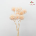 Preservative Scabiosa Champagne - Pudu Ria Florist Southern