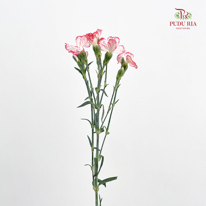 Carnation Spray Red - (18-20 Stems)