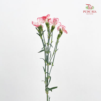 Carnation Spray Red - (18-20 Stems)