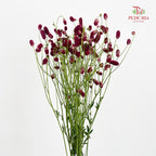 Sanguisorba 地榆 - (10 Stems)