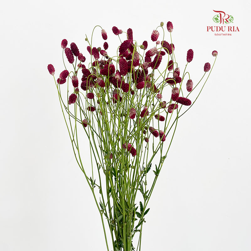 Sanguisorba 地榆 - (10 Stems)