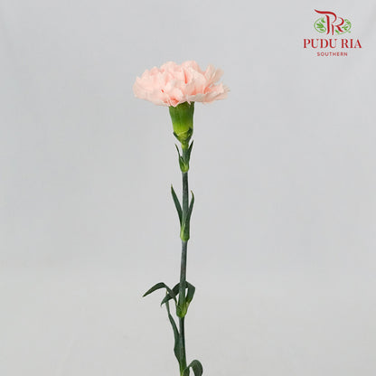 Carnation Peach (8-10 Stems) - Pudu Ria Florist Southern