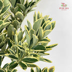 Euonymus fortunei Leaf 花叶海桐 - (Per Bundle)