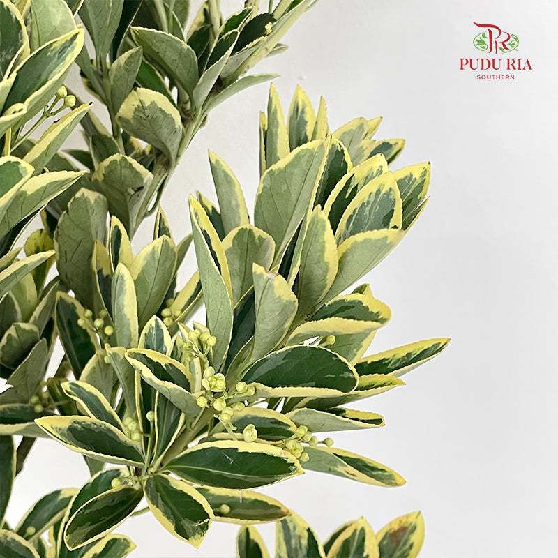 Euonymus fortunei Leaf 花叶海桐 - (Per Bundle)