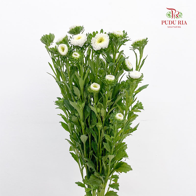 Aster White 翠菊 - (Per Bundle)