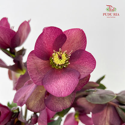Helleborus Red - (Per Bundle)