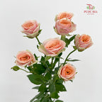 Rose Spray Dotey Lover - (8-10 Stems)
