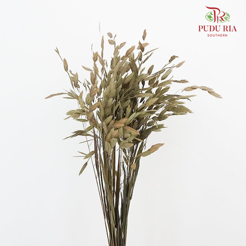 Dry Chasmanthium - Green - Pudu Ria Florist Southern