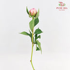 Peony Sara Pink - (5 Stems)
