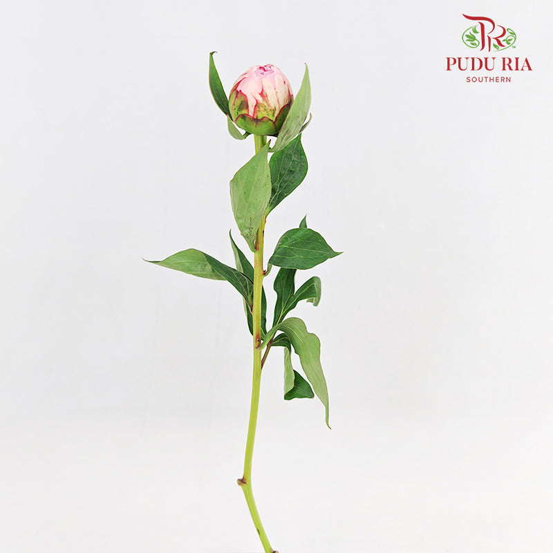 Peony Sara Pink - (5 Stems)