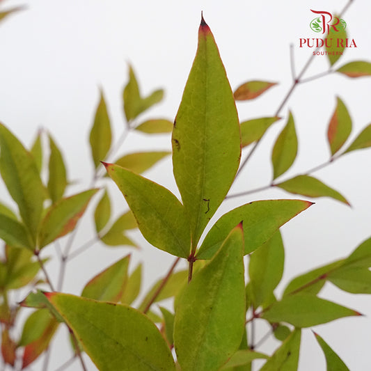 Nandina Domestic - Pudu Ria Florist Southern