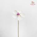 Dry Violet - White Center Magenta