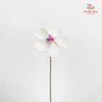 Dry Violet - White Center Magenta