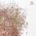 Cotinus Coggygria Purple 黄栌 - (Per Stem)