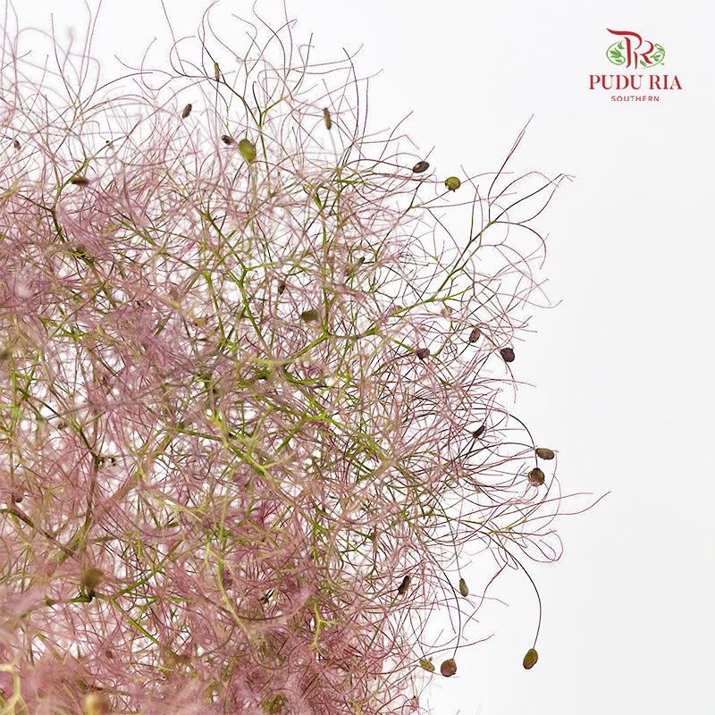 Cotinus Coggygria Purple 黄栌 - (Per Stem)
