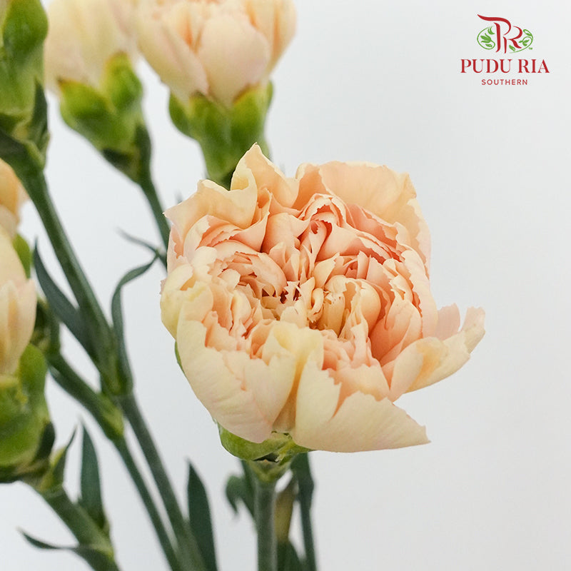 Carnation St Nostalgia (18-20 Stems) - Pudu Ria Florist Southern