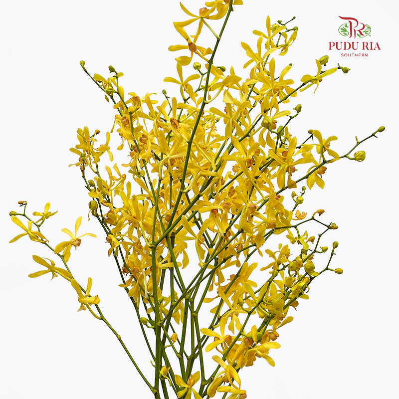 Orchid Aranthera Yellow XL - (5 Stems)