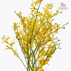 Orchid Aranthera Yellow XL - (5 Stems)