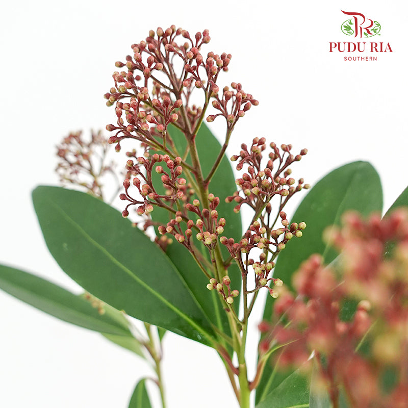 Skimmia Red 茵芋 - (Per Bundle)
