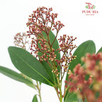 Skimmia Red 茵芋 - (Per Bundle)