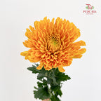 Net Mum Chrysanthemum Gold - (10-12 Stems)