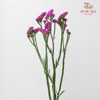 Statice Pink 勿忘我 - (Per Bundle)