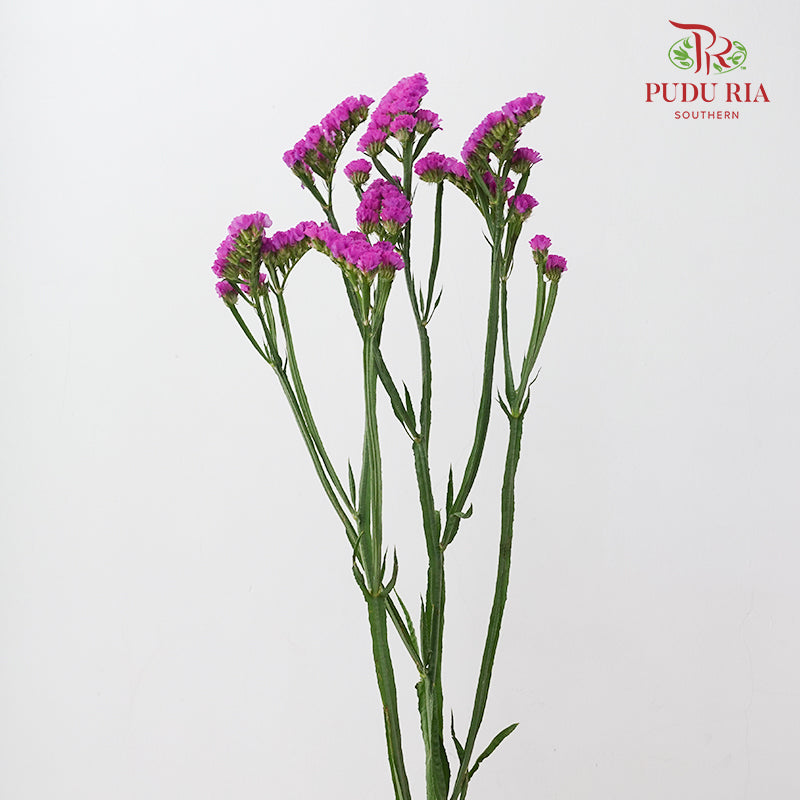Statice Pink 勿忘我 - (Per Bundle)