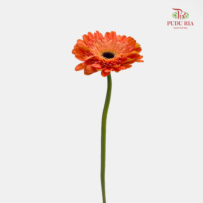 Gerbera Orange 非洲菊 - (8-10 Stems)
