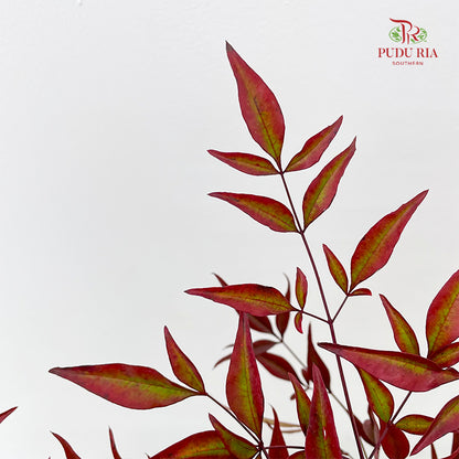 Nandina Domestic Red - (Per Bundle)