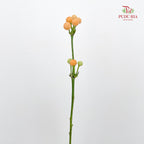 Mini Chili 观赏小辣椒 - (Per Bundle)