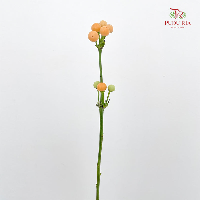 Mini Chili 观赏小辣椒 - (Per Bundle)