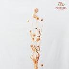 Preservative Scabiosa Natural