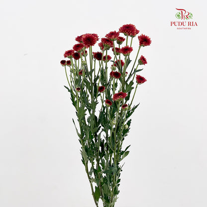 Chrysanthemum Santini / Calimero Mini Button Red