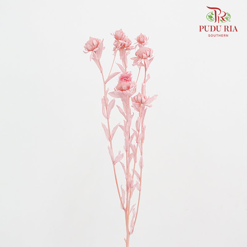 Dry Safflower - Pink