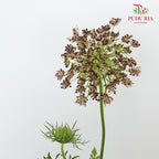 Daucus Carota - Pudu Ria Florist Southern