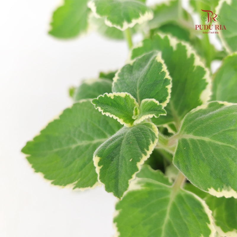 Plectranthus Anboinicus Var