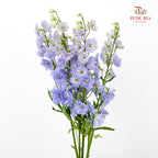 Delphinium Short Purple 飞燕草 - (5 Stems)