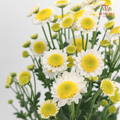 Chrysanthemum Pompom Daisy Egg (10-12 Stems)