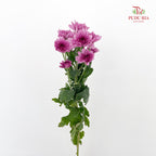 Chrysanthemum Pompom Purple 5 - (10-12 Stems)