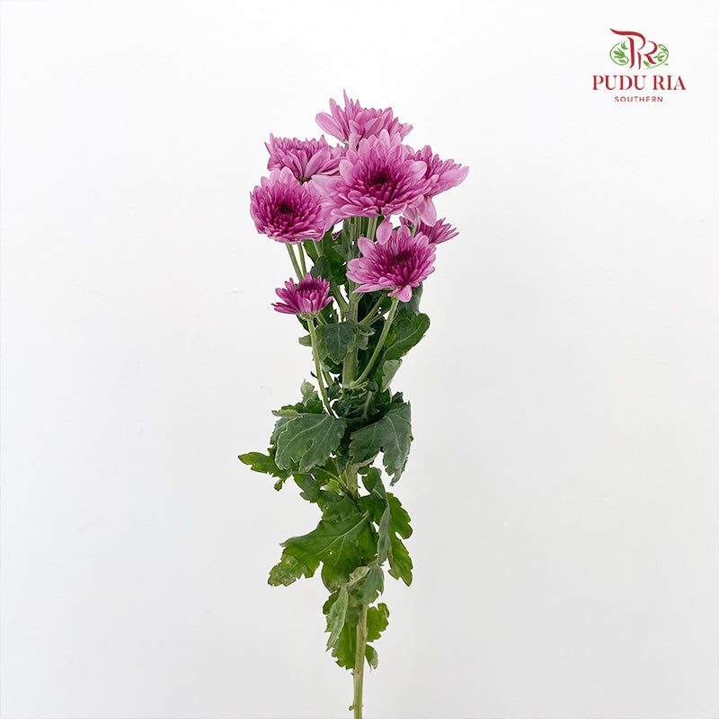 Chrysanthemum Pompom Purple 5 - (10-12 Stems)