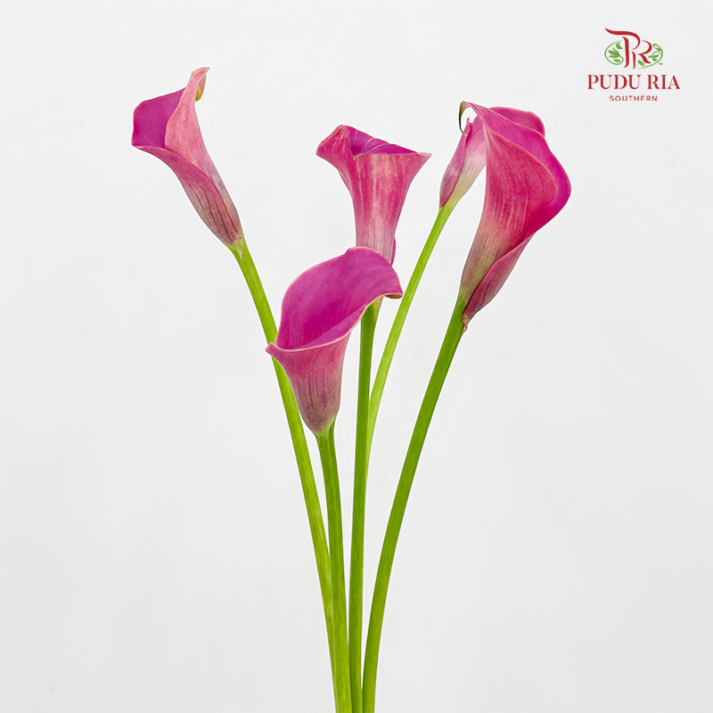 Calla Lily Pink 海芋 - (5 Stems)