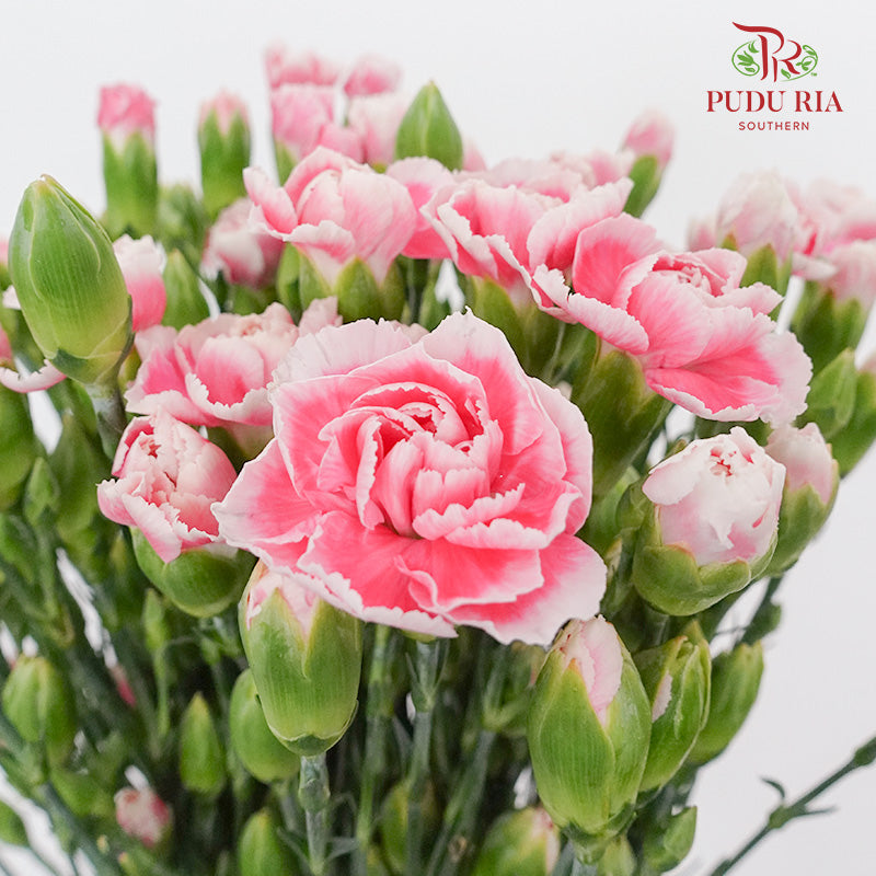 Carnation Spray Pink/White (18-20 Stems) - Pudu Ria Florist Southern