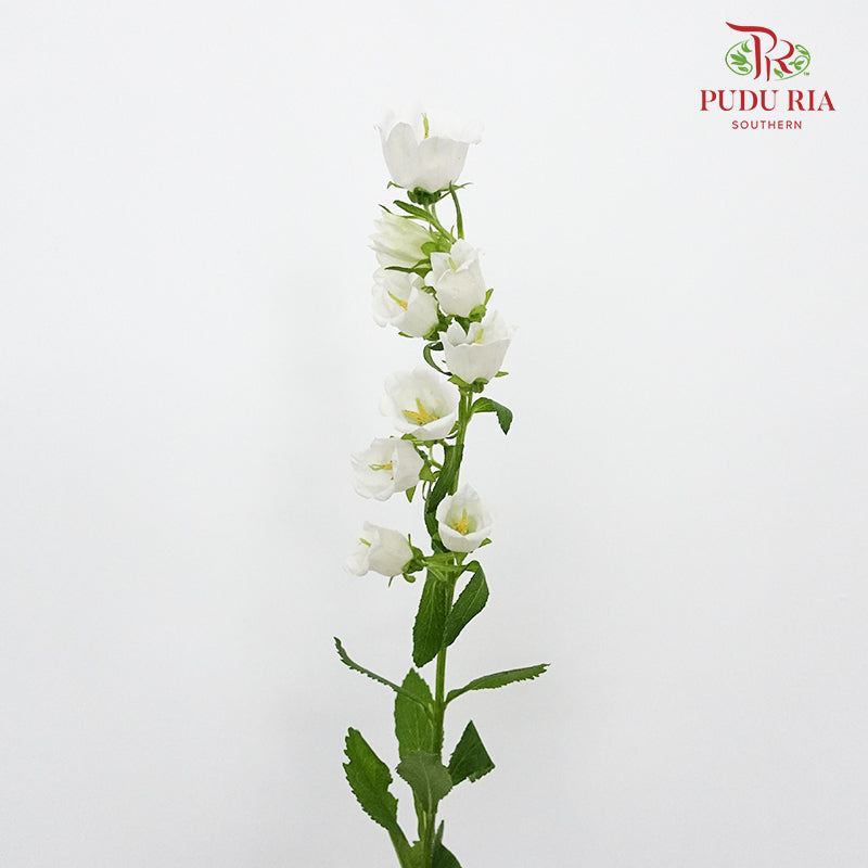 Campanula White - 5 Stems - Pudu Ria Florist Southern