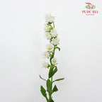 Campanula White - 5 Stems - Pudu Ria Florist Southern