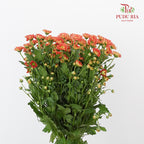 Chrysanthemum Calimero Pompom Rossi D Orange (10-12 Stems) - Pudu Ria Florist Southern