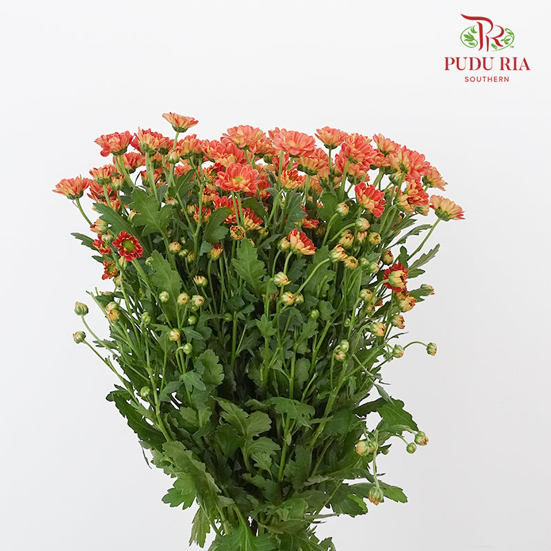 Chrysanthemum Calimero Pompom Rossi D Orange (10-12 Stems) - Pudu Ria Florist Southern