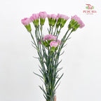 Carnation 康乃馨 Purple - (18-20 Stems)
