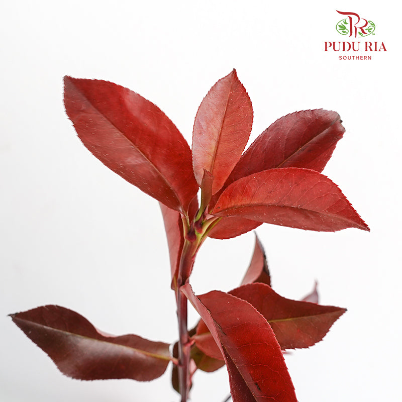 Photinia Red Leaf - Pudu Ria Florist Southern