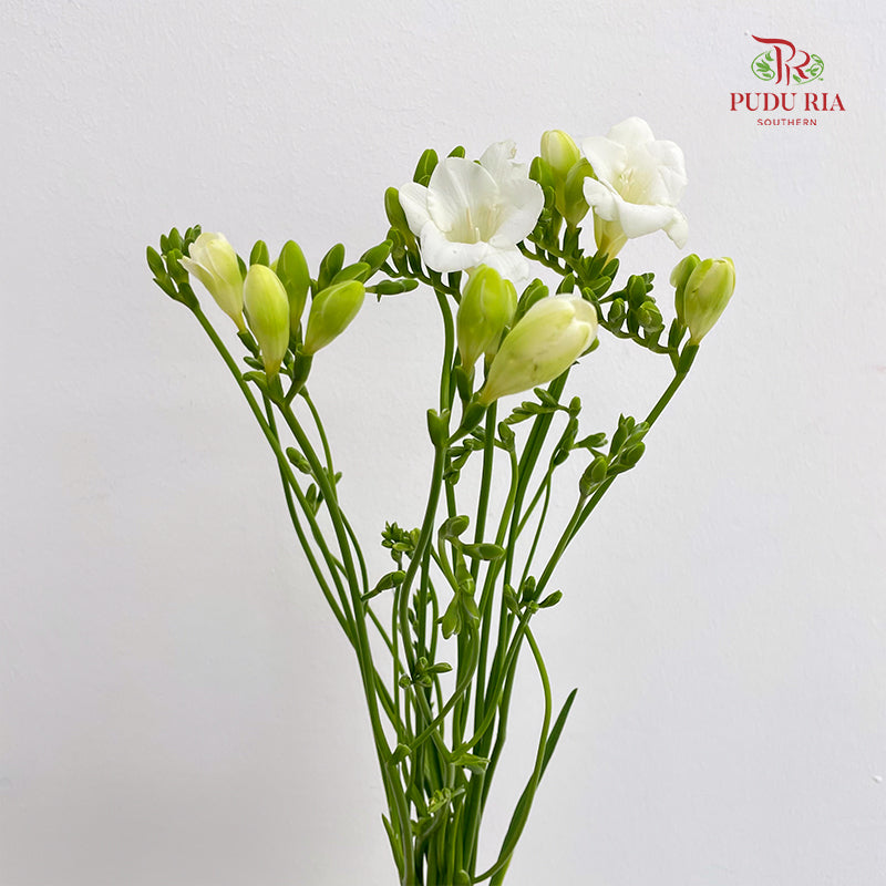 Freesia White - (Per Bundle)