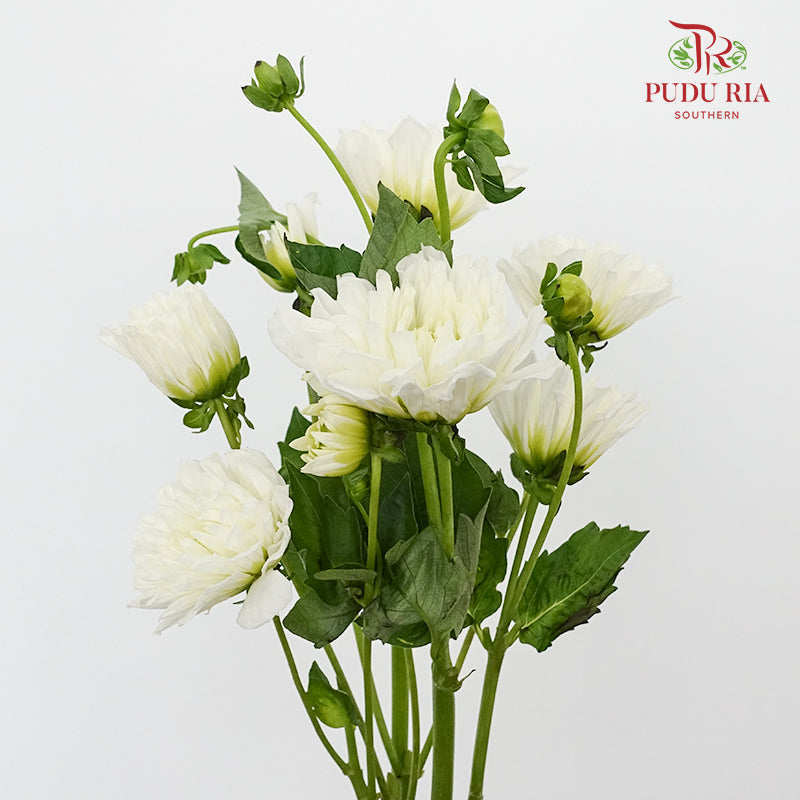 Dahlia White - (Per Bunch) - Pudu Ria Florist Southern